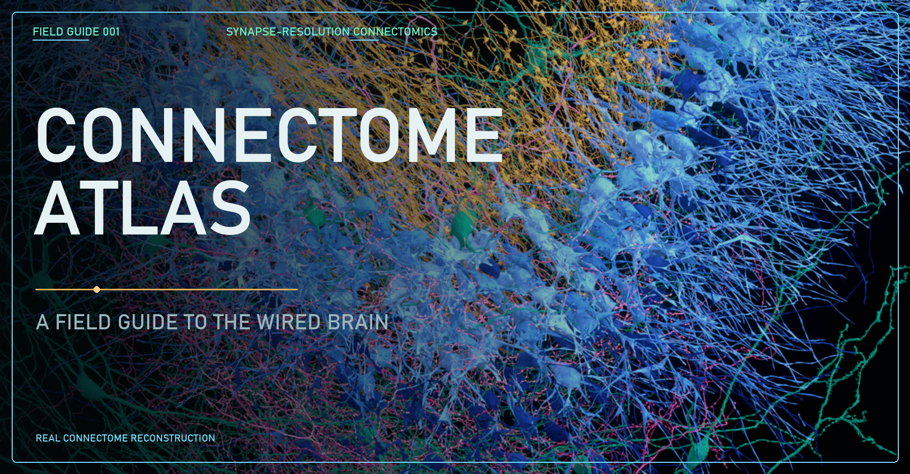 Connectome Atlas with a reconstructed neuron and a neural network map