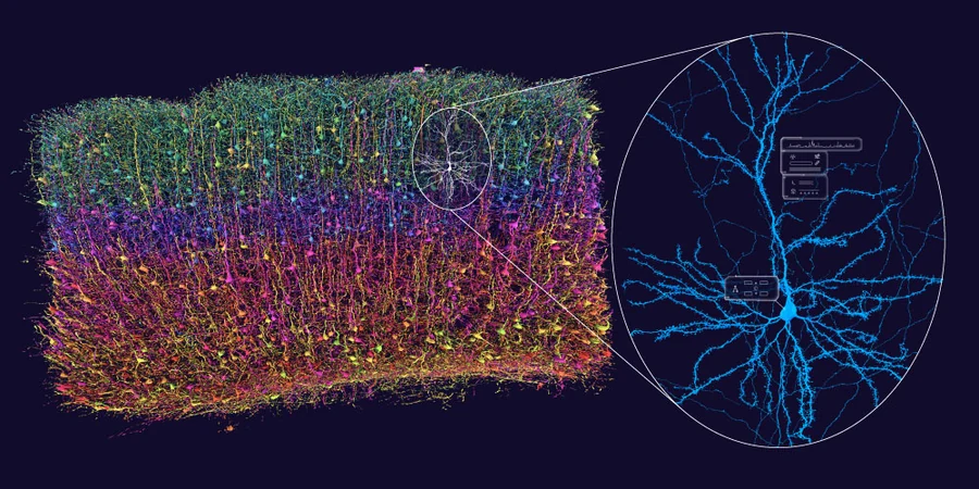 A column of mouse cortex reconstructed from electron microscopy, thousands of neurons coloured by layer, with one pyramidal cell magnified