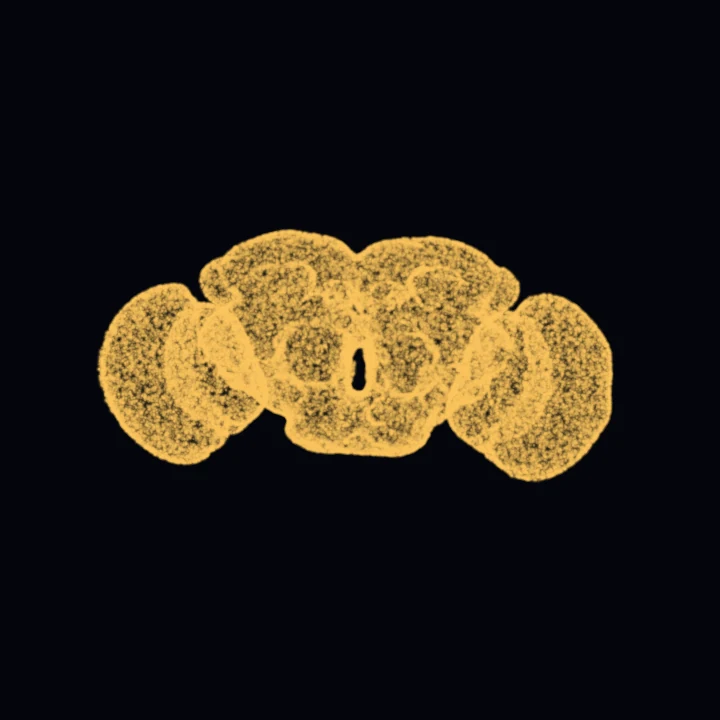 The FlyWire reconstruction of an adult fruit fly brain