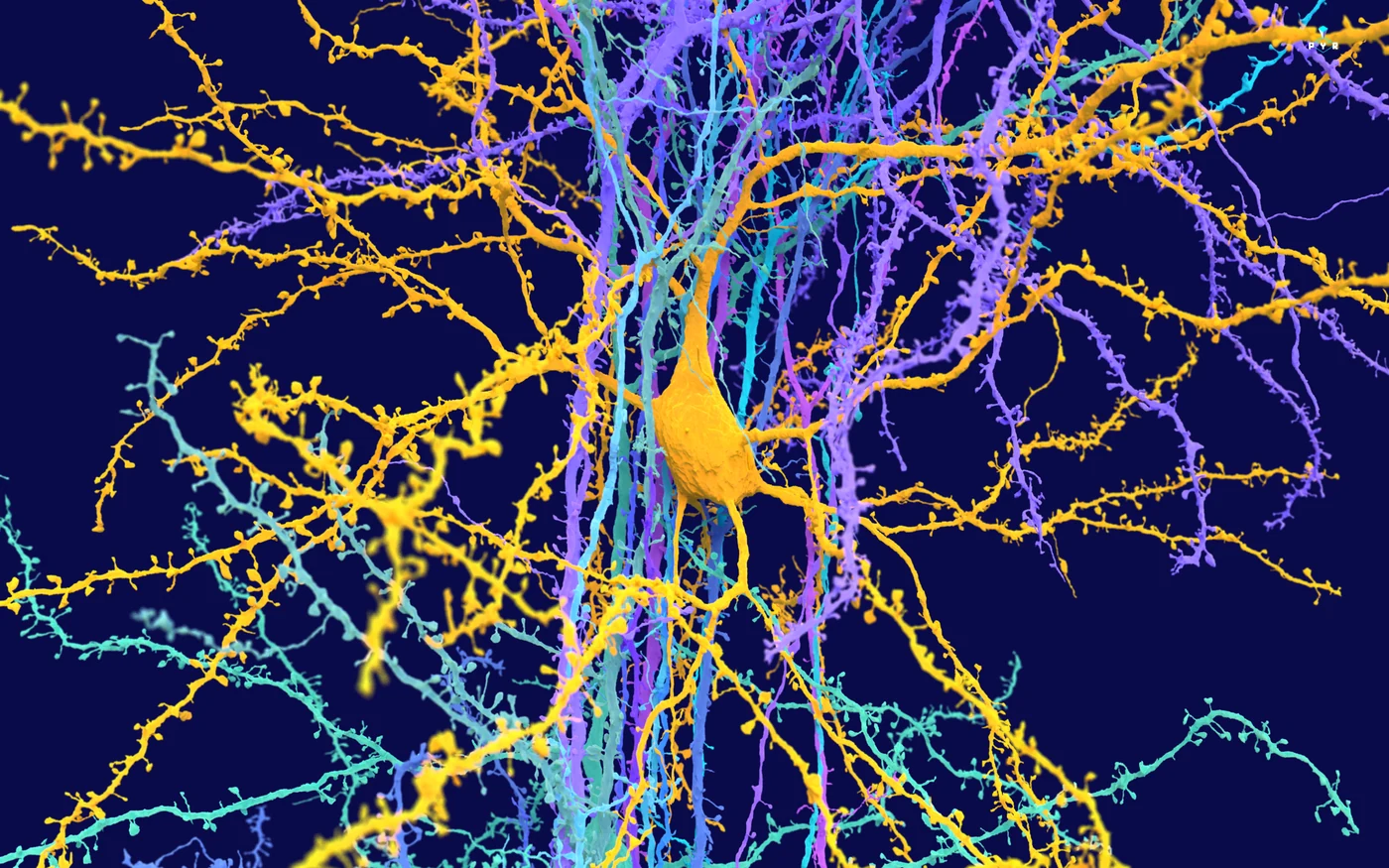 A real pyramidal neuron reconstructed in 3D from MICrONS brain data