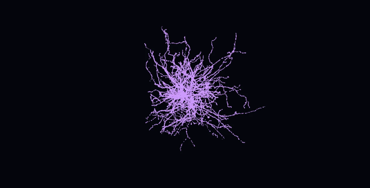 The Coral Fan neuron, a real MICrONS reconstruction