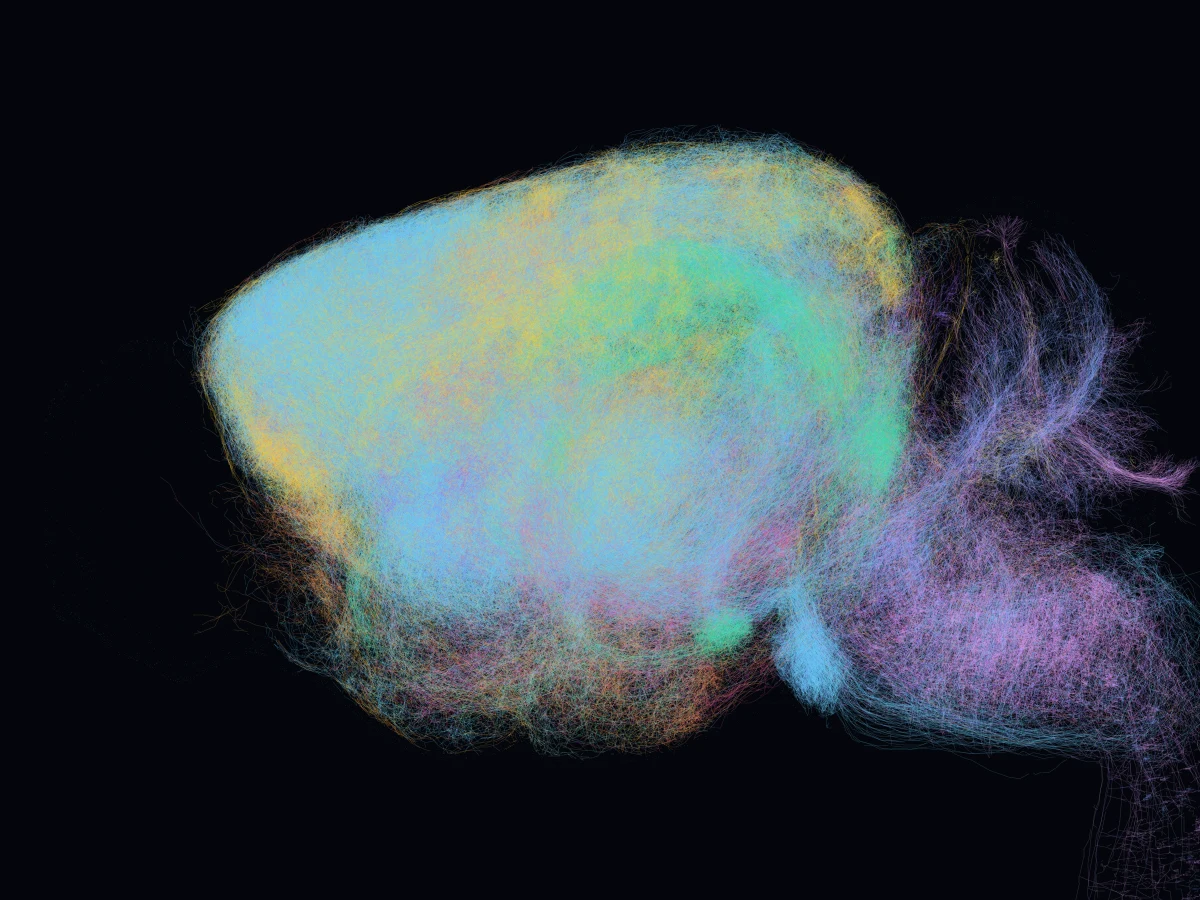 A translucent mouse brain with thousands of traced axons glowing through it, coloured by the region each cell body sits in
