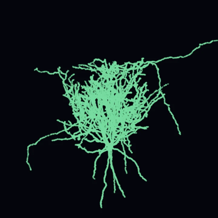 A real neuron reconstructed in 3D