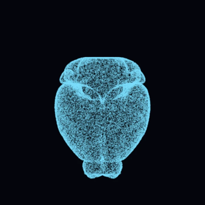 A mouse brain reconstruction