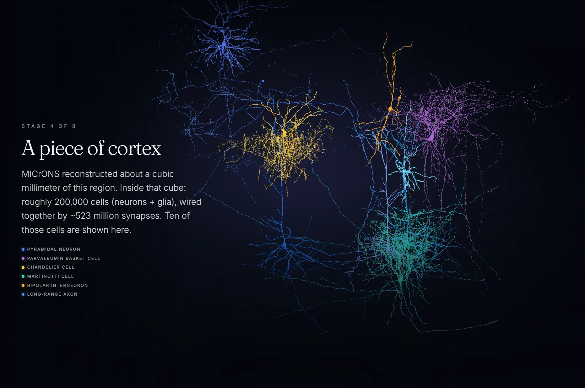 Ten real cortical neurons reconstructed from a cubic millimeter of brain